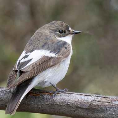 Aitor_gil en Hamelin: Fauna  (Teguise), Ficedula hypoleuca (Pallas, 1764), La especie presenta dimorfismo sexual. El macho en época de cría es principalmen...