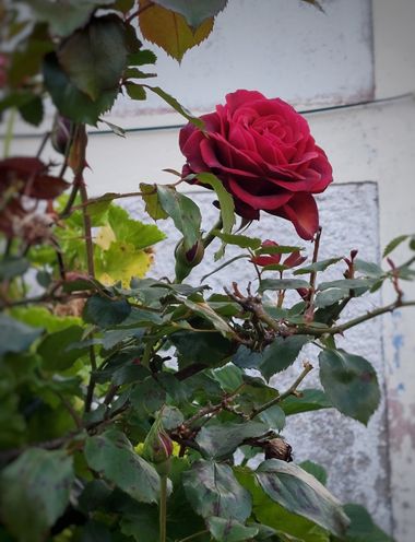 Mpinfante en Hamelin: Flora, La única descripción botánica que se me ocurre es la declinación latina rosa rosae.
Una  rosa roja que deleita con su belleza...
