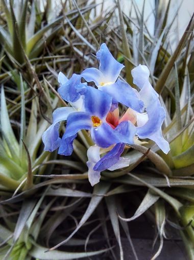Mpinfante en Hamelin: Flora, Tillandsia bergeri, Llamada también 