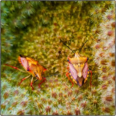 Breogán654 en Hamelin: Fauna  (Benissa)