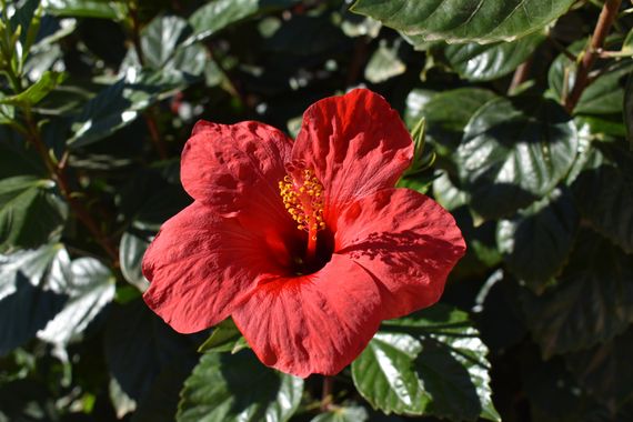 Solerantonio2 en Hamelin: Flora  (Almería), Hibiscus rosa-sinensis, Planta