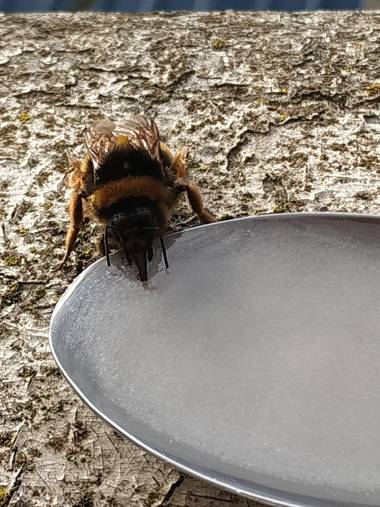 Magabu_ar en Hamelin: Fauna  (Bizkaia), Bombus terrestris (Linnaeus, 1758), Tod@s sabemos lo importantes que son las avejas, en este caso y siguiendo lo qu...