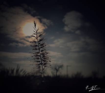 Frankgt48 en Hamelin: Flora  (Galapagar), #flora21 
