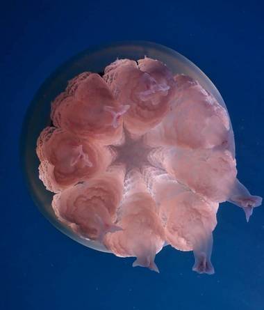 Elisendafv8 en Hamelin: Fauna, #jellyfish #macrophotography #sea #seacolors