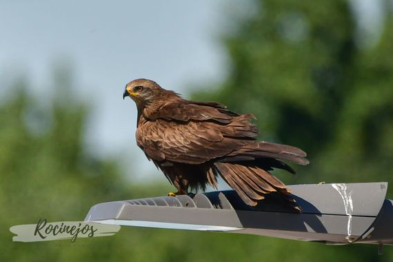 Sergio Santos Gil en Hamelin: Fauna  (Calle Cardenal Torquemada), Milvus migrans (Boddaert, 1783), #rocinejos #milanonegro #milvusmigrans #blackkite #ornit...