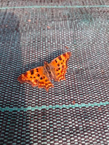 belenparada en Hamelin: Fauna  (Serradilla del Arroyo), #Mariposa #mariposa #mariposac-blanca