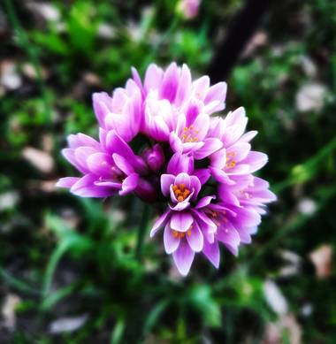 Naomi en Hamelin: Flora  (Barcelona), Allium roseum, 🌸