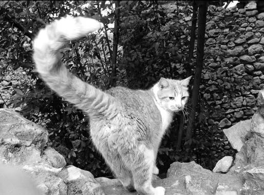 @sinaceramica en Hamelin: Fauna  (Girona), Felis catus Linnaeus, 1758