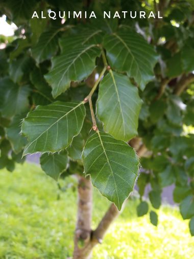Alquimia Natural en Hamelin: Flora  (Ruente), Fagus sylvatica, #primavera2022 

#cumplehamelin 