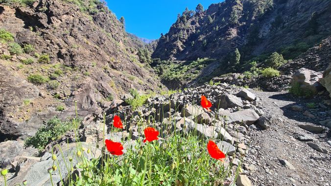 Maria Pérez Gómez en Hamelin: Paisaje  (El Paso), #paisaje #calderadetaburiente #primavera #lapalma