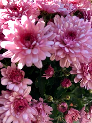 Aitana Celada en Hamelin: Flora  (Torrelavega), Nunca olvidemos de donde venimos. 
#flor #capullo #free #life #crisantemo 