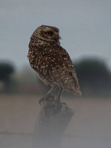 flacamlau en Hamelin: Fauna  (Santa Fe), Athene cunicularia (Molina, 1782), Está hermosa lechuza estaba en los alambrados de los campos sembrados de mí pue...