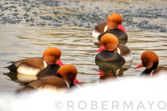 Robernaturephotos en Hamelin: Fauna  (Rivas-Vaciamadrid), Netta rufina (Pallas, 1773), 5 machos de pato Colorado aguantan la tormenta de Filomena
#aves21 