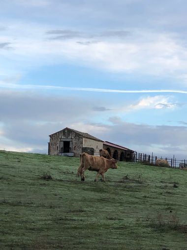 Info en Hamelin: Paisaje, El Mosquin, mi finca, donde hay vacas sin que esté dada de alta la correspondiente explotación ganadera. Estamos intentando recu...