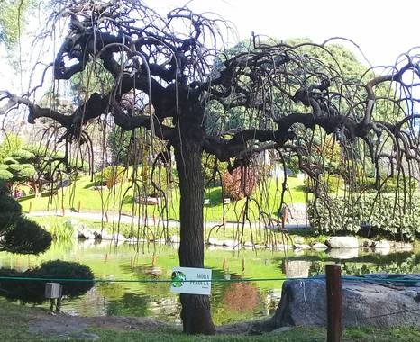 Mariano G en Hamelin: Flora, #parquesyjardines 

Nombre común o vulgar: Morera llorona, Morera péndula.

- Familia: Moraceae.

- La variedad de la morera ...