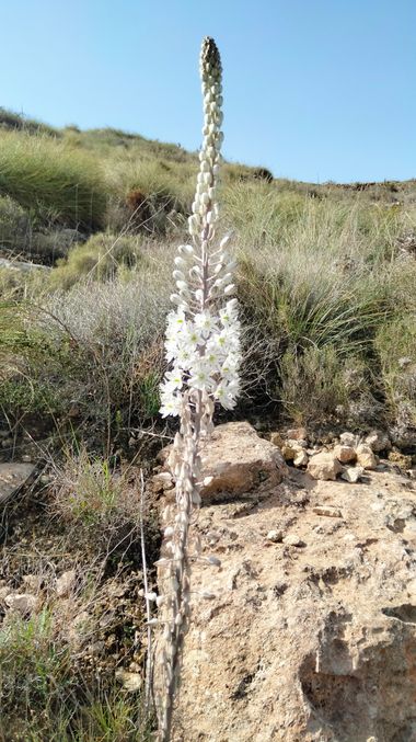 Solerantonio2 en Hamelin: Flora  (Níjar), Planta