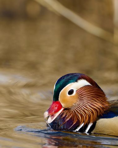 Jozsef Baricz en Hamelin: Fauna, Aix galericulata (Linnaeus, 1758), Male Mandarin Duck playing 🦆

#mandarin #duck #mandarinduck #bird #birds #birding #bi...