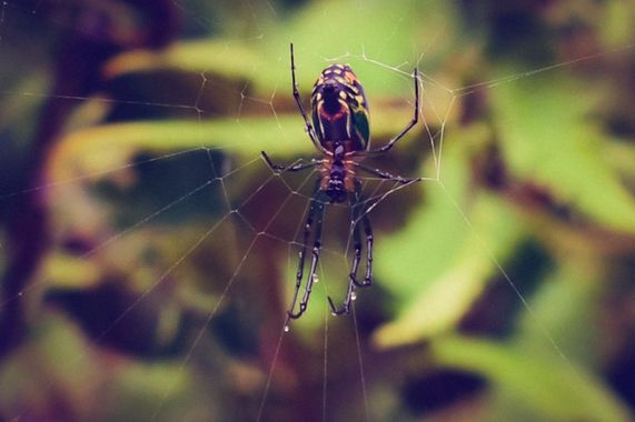 Pisc.LopezMarce en Hamelin: Fauna  (La Calera), #hamelin #araña #spider #nature #aracnidos 