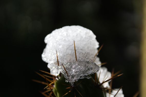 XxPrOzMeNxX en Hamelin: Flora, #anlage #blur #cactus #copo #desenfoque #dornen #eis #espinas #flake #flocke #fotografia #fotografie #grün #green #hielo #i...