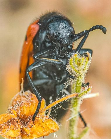 Jose Alza Dsn en Hamelin: Fauna  (l'Ametlla de Mar), Con cara de pocos amigos...

#macro #closeup #insecto #animal #naturaleza #fauna #coleoptero #mylabris...