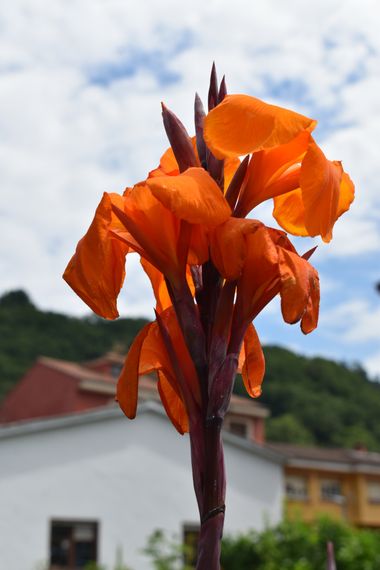 Solerantonio2 en Hamelin: Flora  (Cangas de Onís), Planta