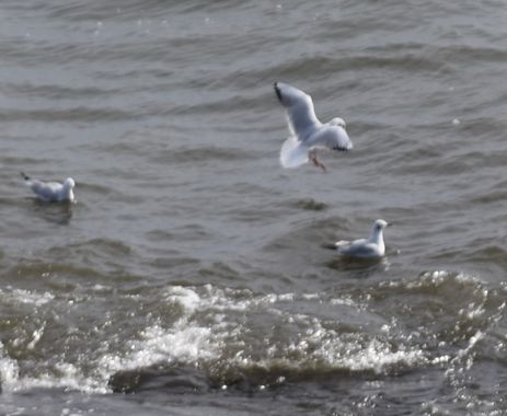 Solerantonio2 en Hamelin: Fauna  (Roquetas de Mar), Chroicocephalus ridibundus (Linnaeus, 1766), Ave
