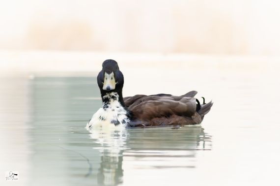 Toni Sempa en Hamelin: Fauna  (Zaragoza), #aves #duck #patos #fauna