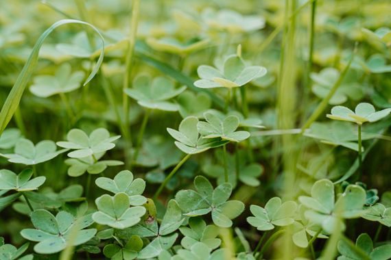 Elenagil.ph en Hamelin: Flora, Oxalis pes-caprae, #trebol #natura #naturaleza #verde #hierba #frescor #plant 