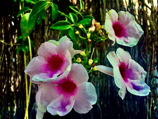 Erikalan9 en Hamelin: Flora  (Sant Cugat del Vallès), Pandorea jasminoides