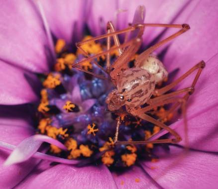 Jesús García en Hamelin: Fauna  (Sant Joan Despí), #spider #arañatigre #margarita