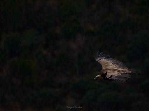 Miguelsantos_gf en Hamelin: Fauna  (Torrejón el Rubio), Gyps fulvus (Hablizl, 1783), #cumplehamelin #aves #buitreleonado #monfrague 