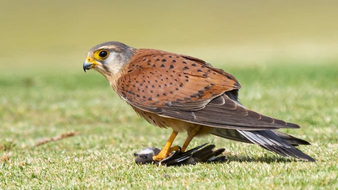 Aitor_gil en Hamelin: Fauna  (Tías), Falco tinnunculus Linnaeus, 1758, Esos días en los que los campos de golf estaban llenos de aviones zapadores (Riparia...