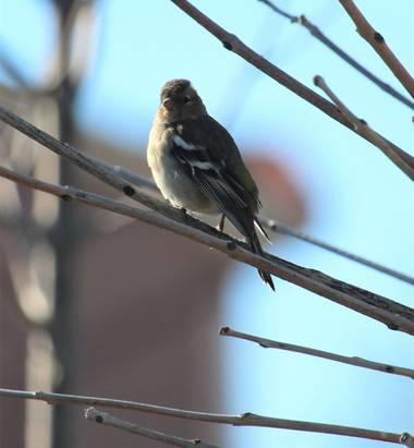 dalopri_ en Hamelin: Fauna  (Segovia), Fringilla coelebs Linnaeus, 1758, #PaparazziAves #Fauna #Segovia #Invierno #Aves
