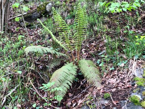 Naturalezadebarrio en Hamelin: Flora  (Bausen), Helechos##flora21#naturalezadebarrio@naturalezadebarrio