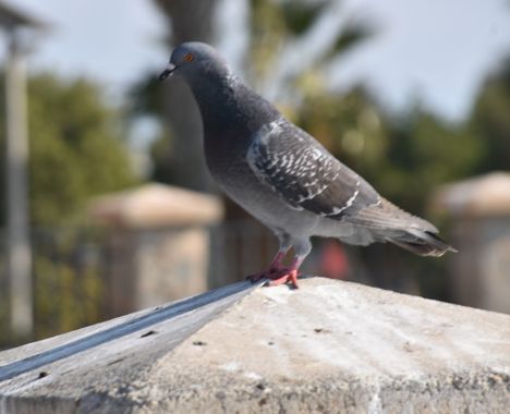 Solerantonio2 en Hamelin: Fauna  (Almería), Columba livia J.F.Gmelin, 1789, Paloma domestica