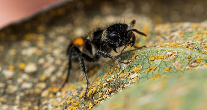 Adrianaroman.fotografia en Hamelin: Fauna  (Caldas), #hormigas #ants #ant #hormiguero #hormiga #antfarm #insectos #insects #antkeeping #spain #antkeeper #n...