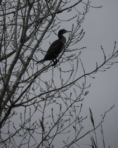Rosa del Desierto en Hamelin: Fauna  (Sant Adrià de Besòs), Phalacrocorax carbo (Linnaeus, 1758), Cormorán en el rio Besós.#aves21#fauna