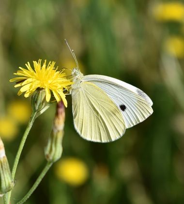 Beethovenzujo_86 en Hamelin: Fauna  (Murcia), Pieris rapae (Linnaeus, 1758), La blanquita de la col 

#nature #naturaleza_spain #naturalezamurcia #spain #e...