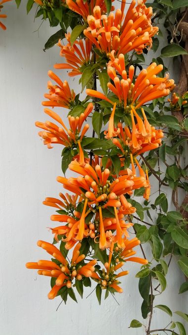 Solerantonio2 en Hamelin: Flora  (Almócita), Pyrostegia venusta, Planta