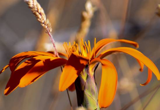 martinez.soledad en Hamelin: Flora  (Río Pico), Mutisia acuminata, #patagoniaargentina 
Esta flor posee una leyenda de pueblos originarios que cuenta el or...