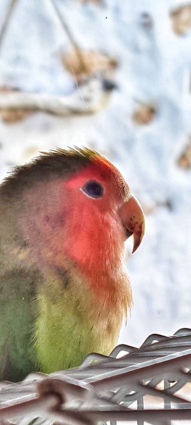 gisca72 en Hamelin: Fauna, #parrot 