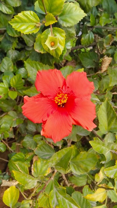 Solerantonio2 en Hamelin: Flora  (Almeria), Hibiscus fragilis, Planta