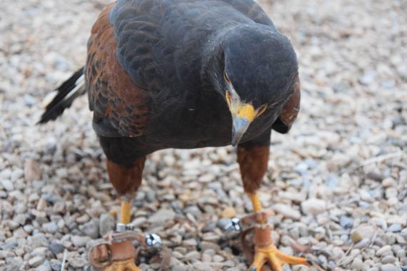 carmen.guerra1997 en Hamelin: Fauna  (Cazorla), Parabuteo unicinctus (Temminck, 1824), Águila de Harris #aves21 #hamelin