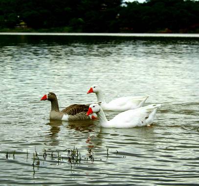 barrosteresita1 en Hamelin: Fauna  (Lules), Patos