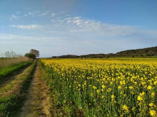 Janohermontse en Hamelin: Paisaje  (Ullà), Camino