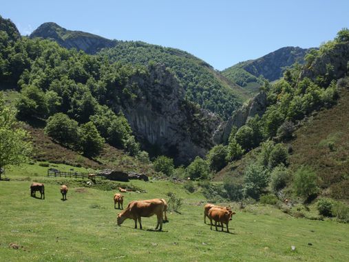 mariale en Hamelin: Paisaje  (Caso), 📸 #marialemdza
💚 🌿🌸🌿💚
#CumpleHamelin
#Naturaleza #BellezaNatural #paisaje 
#Asturias  #Montaña #forest #bosque #...