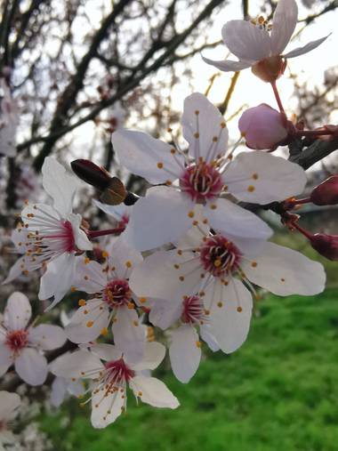 Irantzu_M en Hamelin: Flora  (Vitoria), Prunus cerasifera, #naturaleza