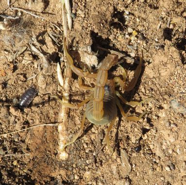 Solerantonio2 en Hamelin: Fauna  (Níjar), Escorpión amarillo