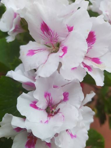 Susana-oda en Hamelin: Flora  (La Línea de la Concepción), Pelargonium x hybridum
