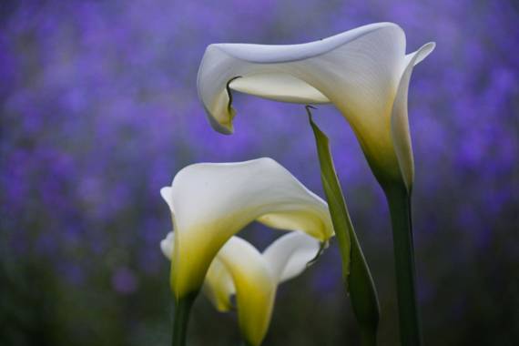 mantigua-gil en Hamelin: Flora  (El Paso), Zantedeschia albomaculata, #primavera
